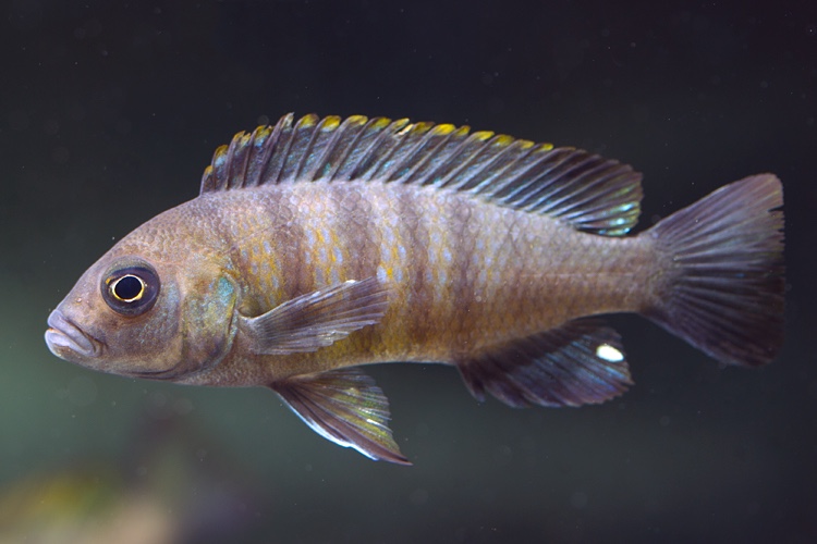 Maylandia sp. 'mbweca'